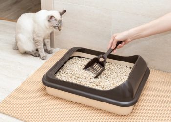 How to Train Your Cat to Use a Litter Box: A Step-by-Step Guide