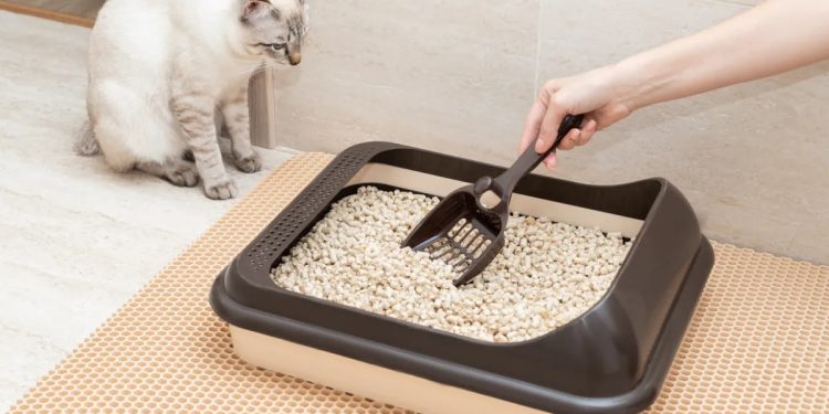 How to Train Your Cat to Use a Litter Box: A Step-by-Step Guide
