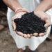 Why You Should Buy Biochar for Greener Gardening