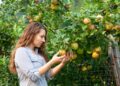 Feeding Trees for Bigger, Sweeter Harvests