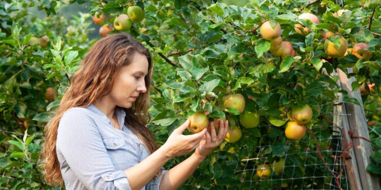 Feeding Trees for Bigger, Sweeter Harvests