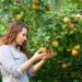Feeding Trees for Bigger, Sweeter Harvests